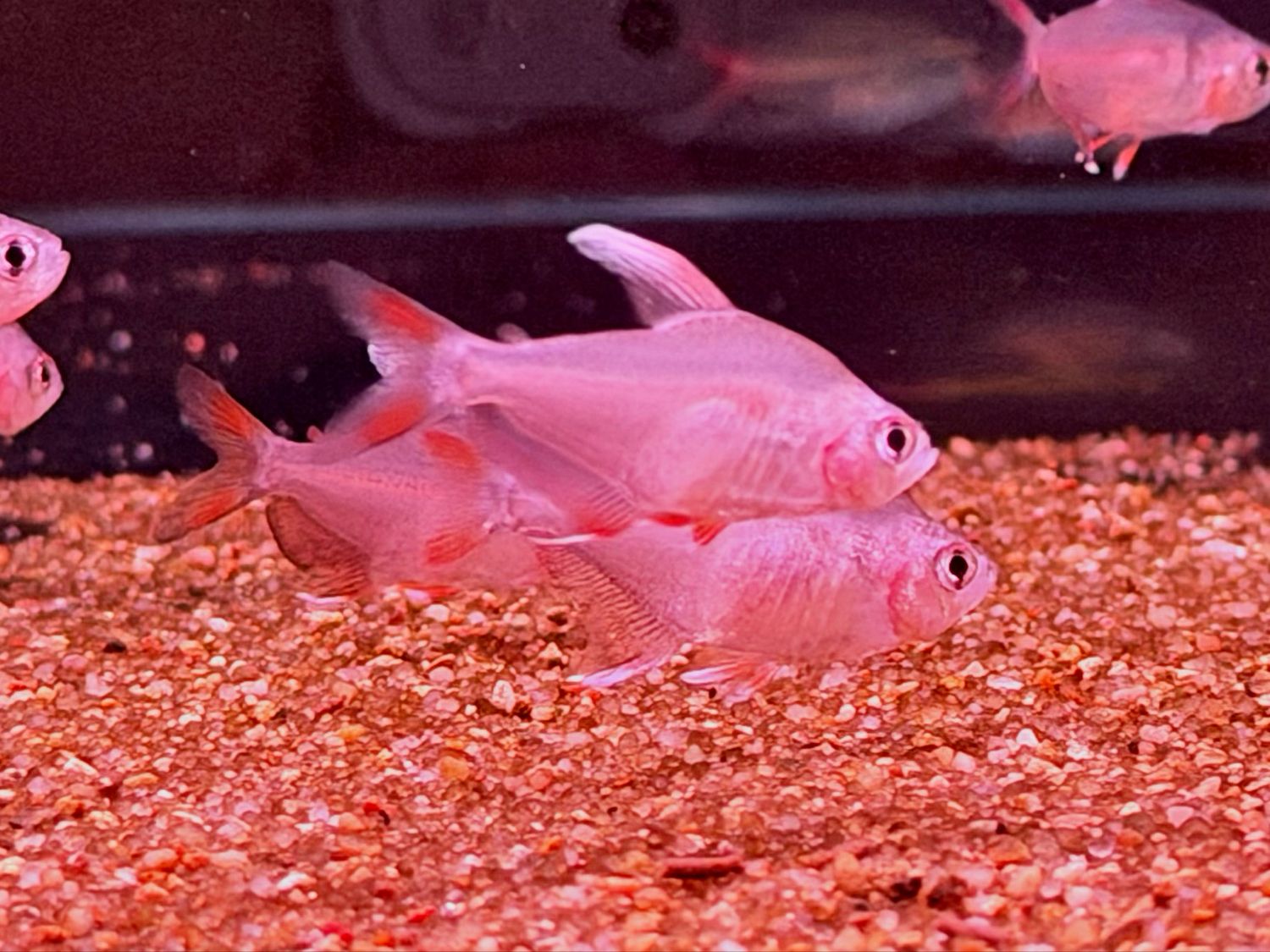 White Fin Ornate Tetra