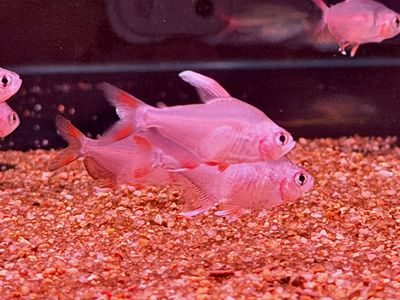 White Fin Ornate Tetra