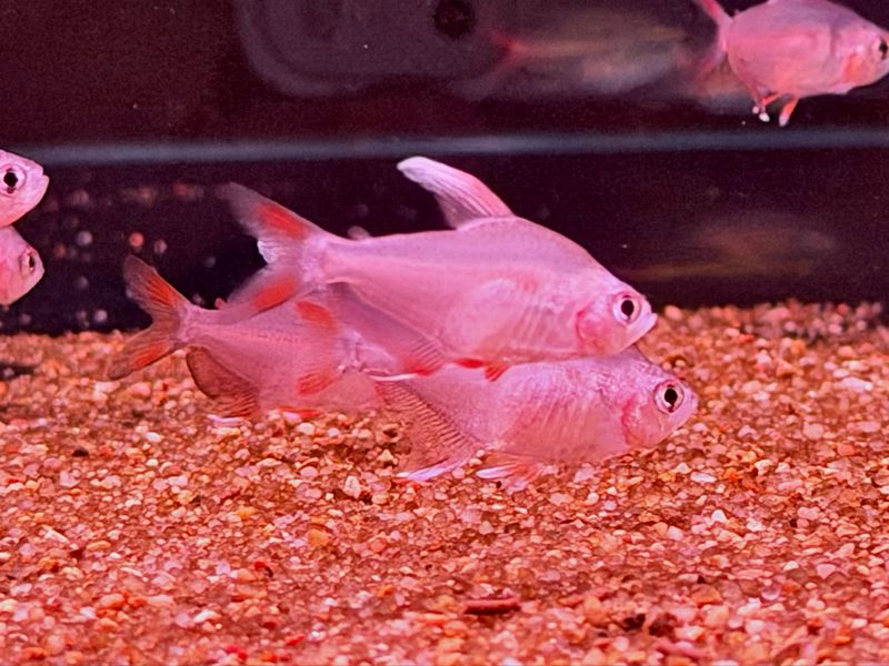 White Fin Ornate Tetra