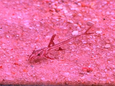 Red Lizard Whiptail Catfish
