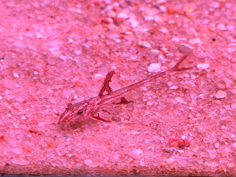 Red Lizard Whiptail Catfish