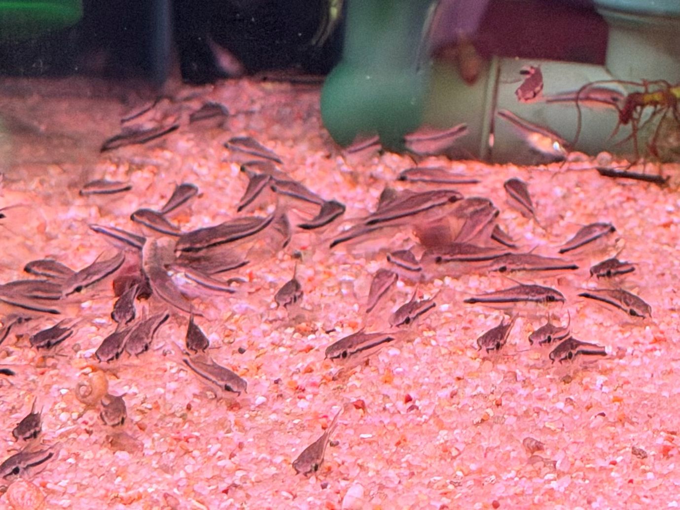 Pygmy Cory