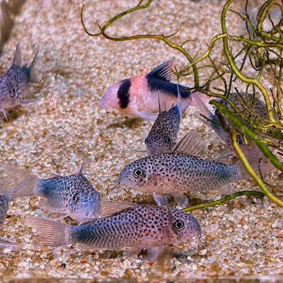 Similis Cory