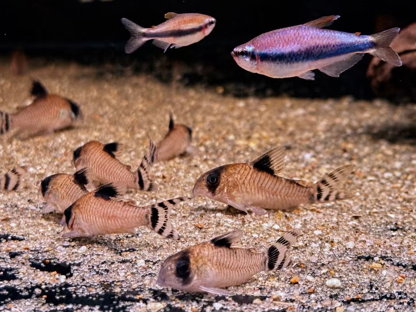 Flag Tailed Panda Cory