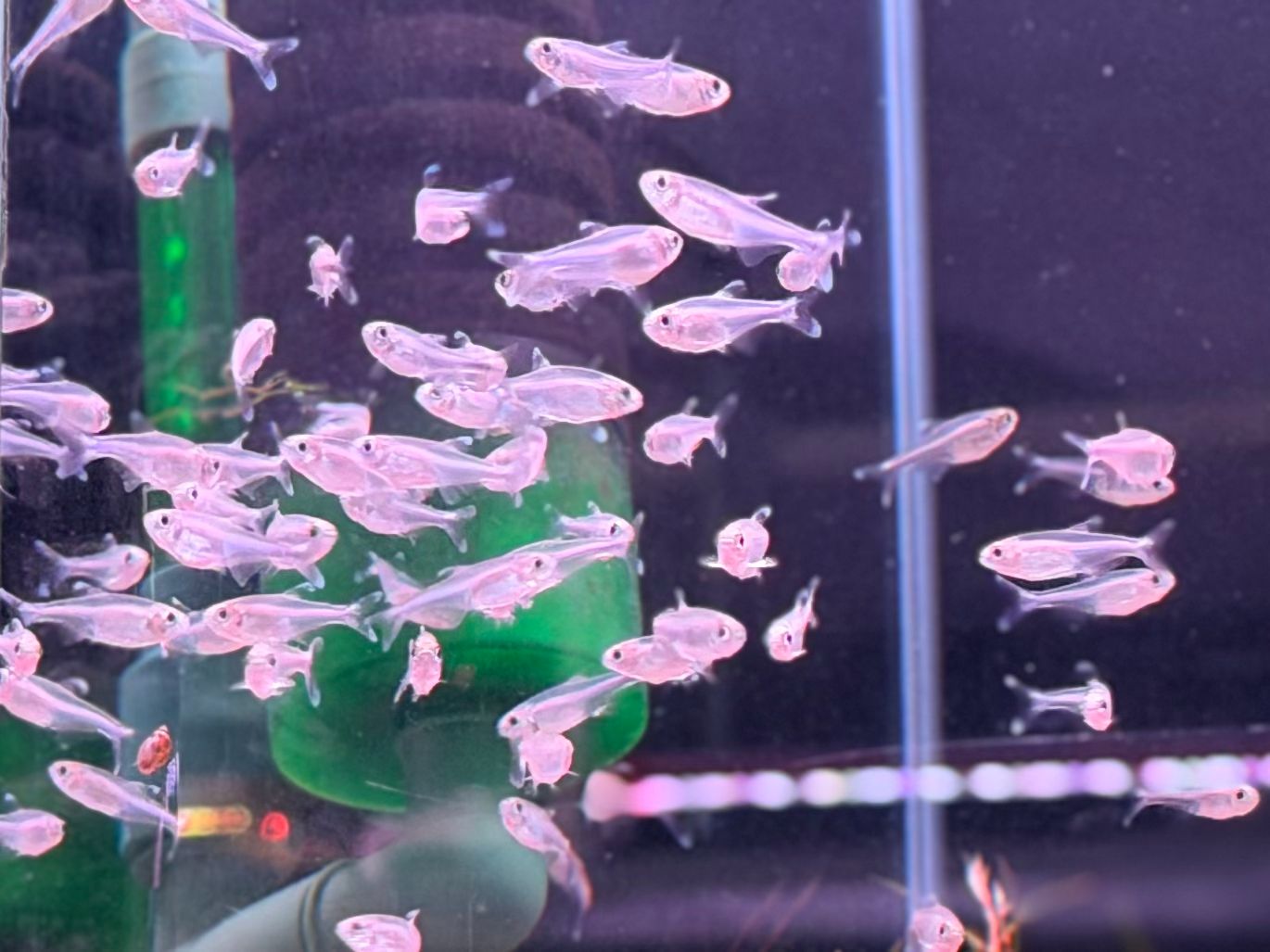 Blue King Tetra