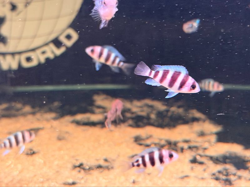 Frontosa