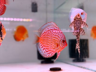 Super Red Turquoise Discus