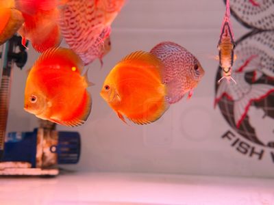 Yellow Melon Discus