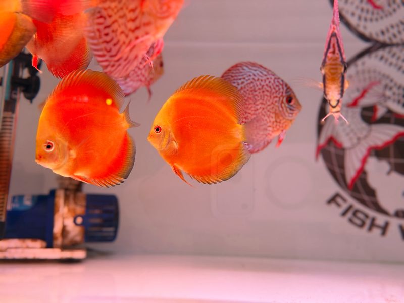 Yellow Melon Discus