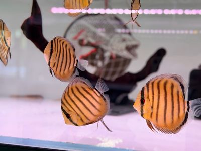 Wild Discus Tefe Green