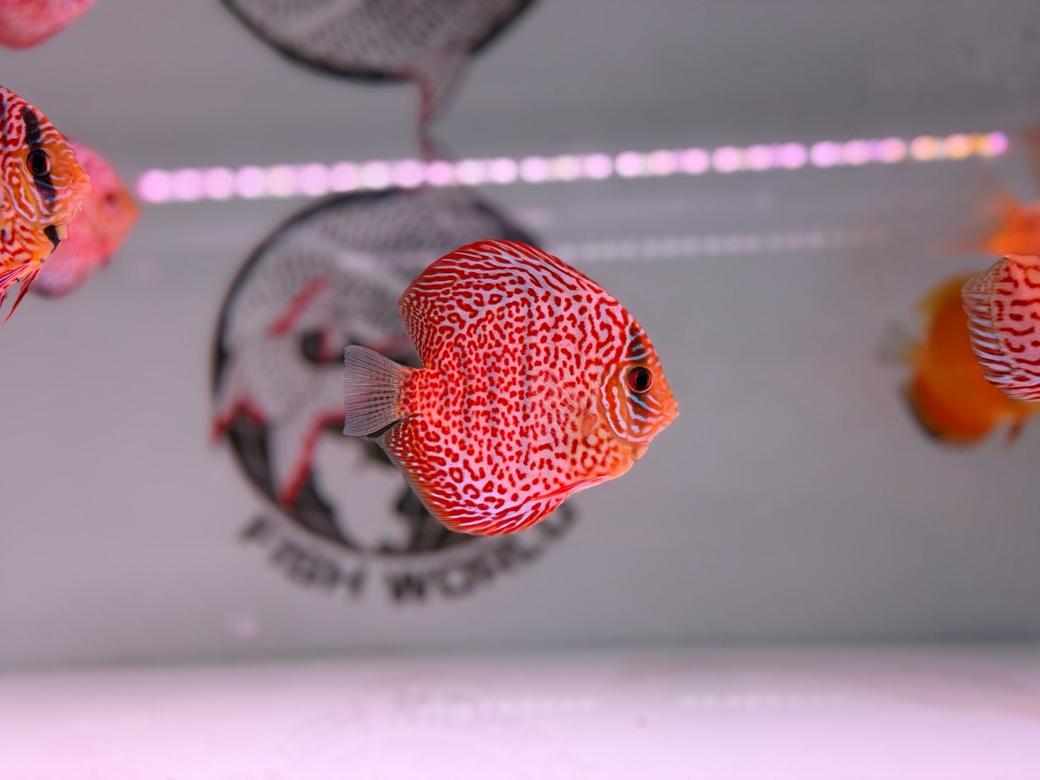 Eruption Leopard Snakeskin Discus
