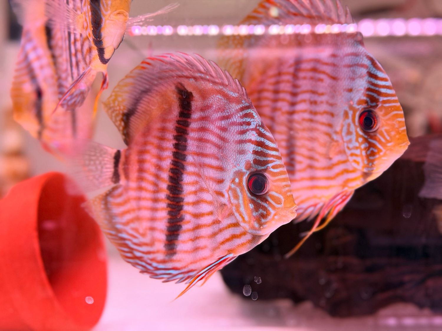 Wild Discus Blue Face Heckel