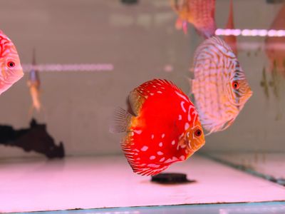 Red Panda Discus