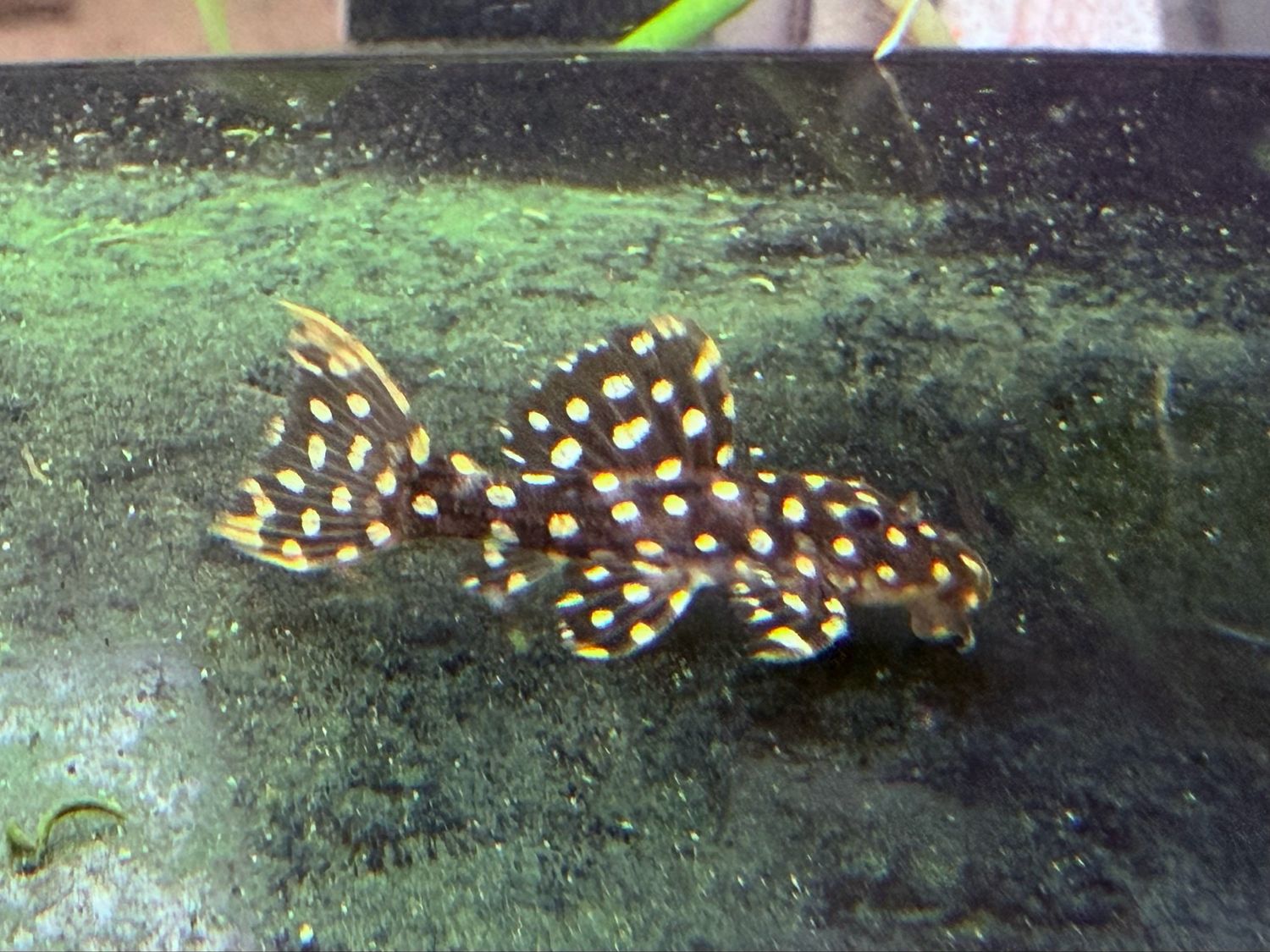 LDA 105 Typhoon Pleco