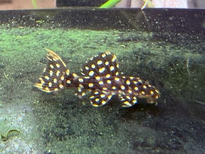 LDA 105 Typhoon Pleco
