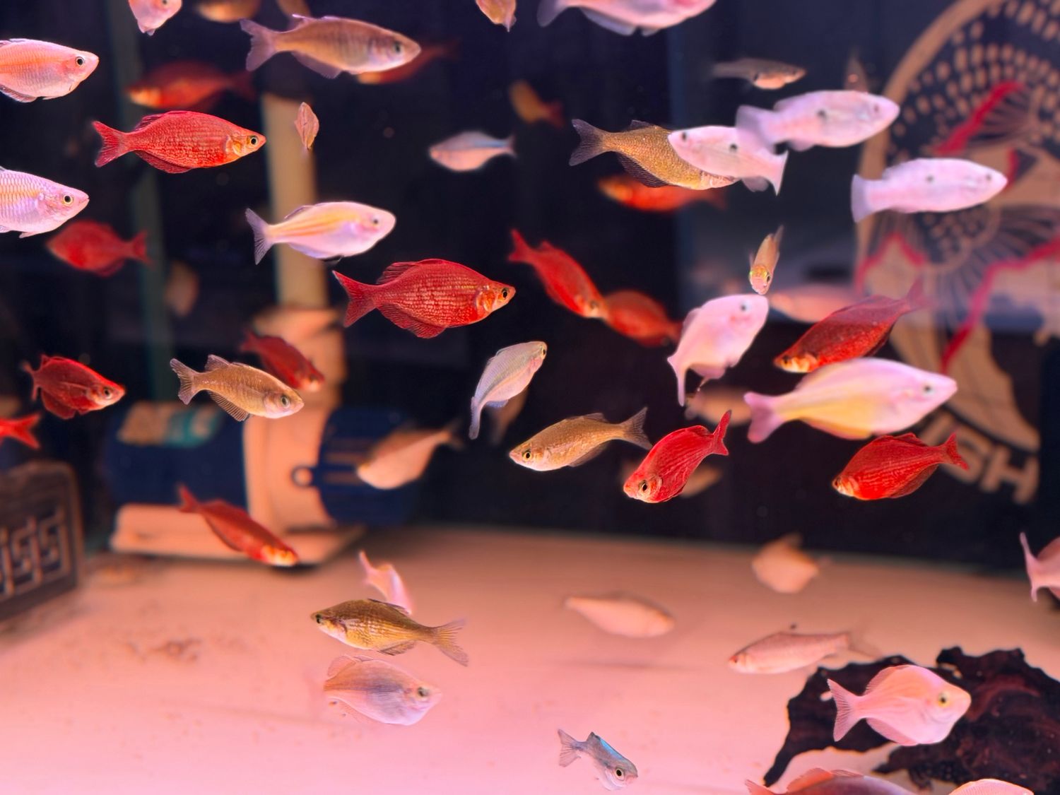 Millennium Rainbowfish