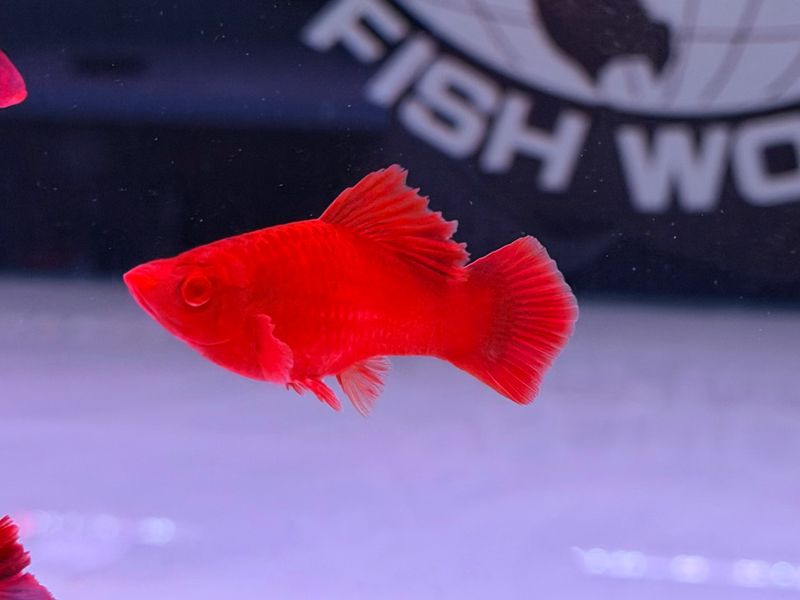 Super Red Albino Cauliflower Swordtail
