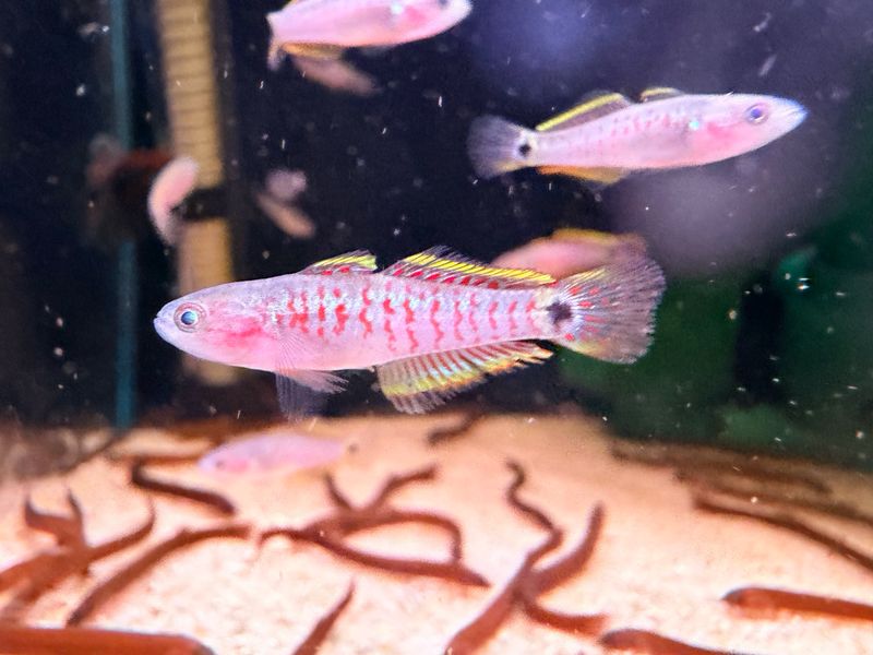 Peacock Gudgeon