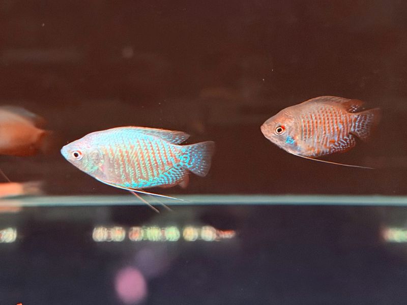 Neon Blue Dwarf Gourami