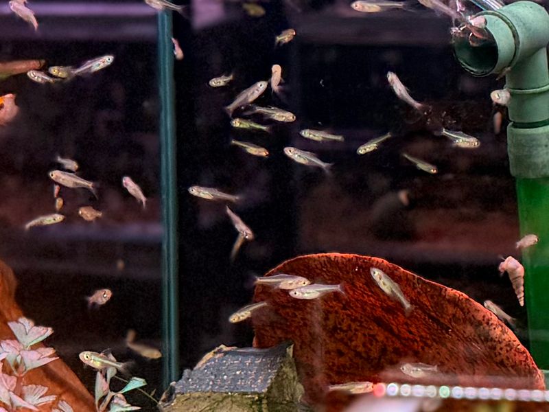 Neon Green / Kubotai Rasbora