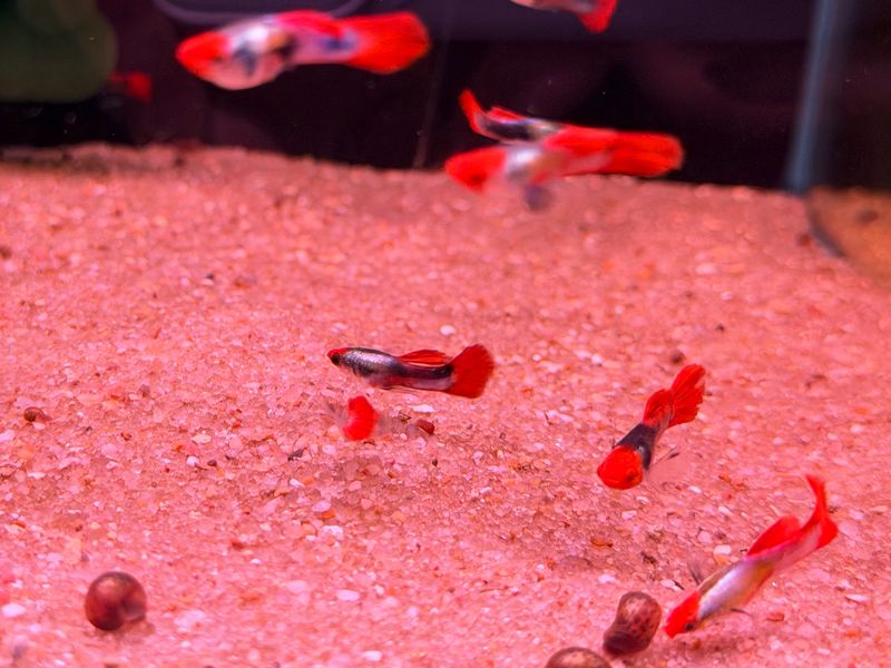 Red Tuxedo Koi Guppy