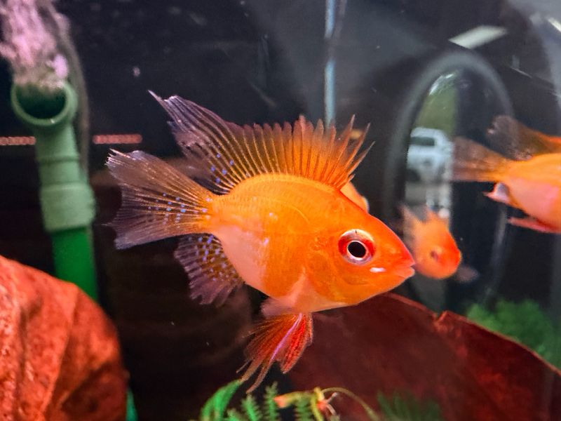 Longfin Golden Balloon Ram