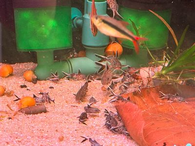 Dwarf Synodontis Catfish