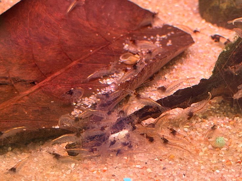 Amano Shrimp