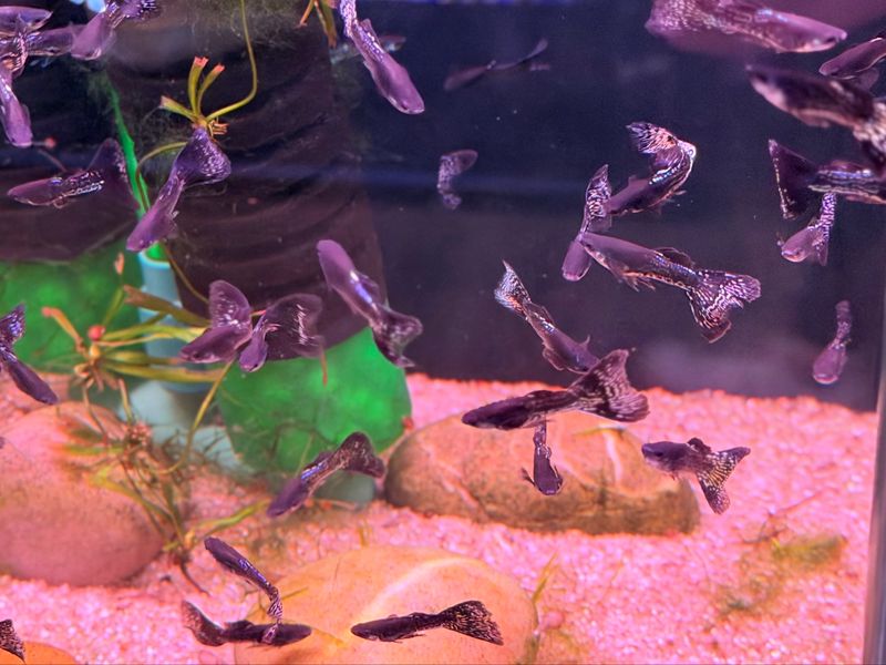 Metal Snake Black Lace Guppy