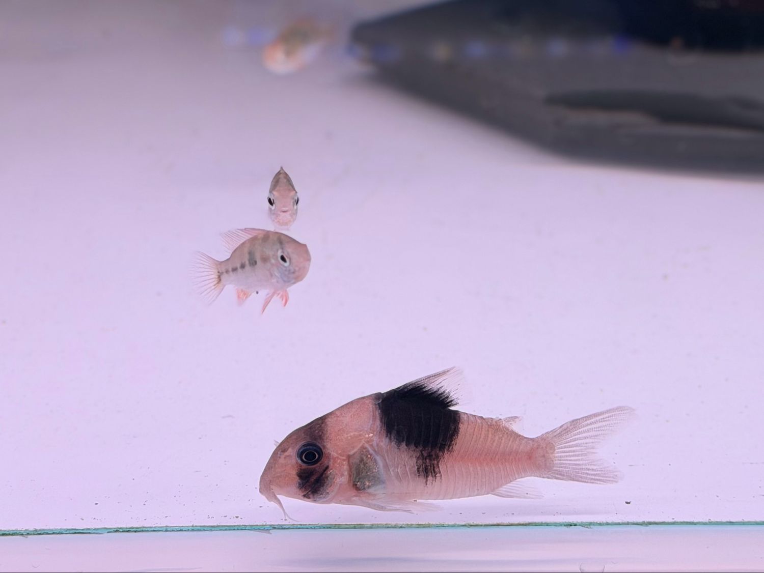 CW051 New Panda Cory