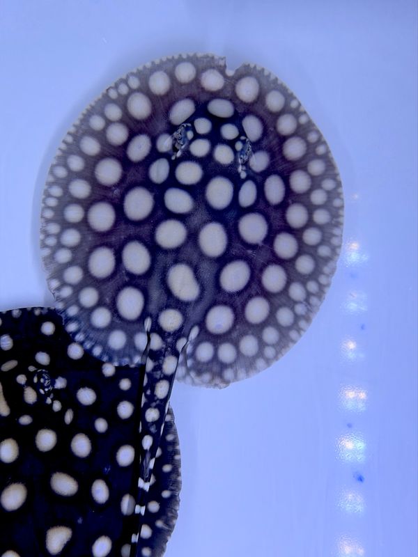 Black Diamond Stingray