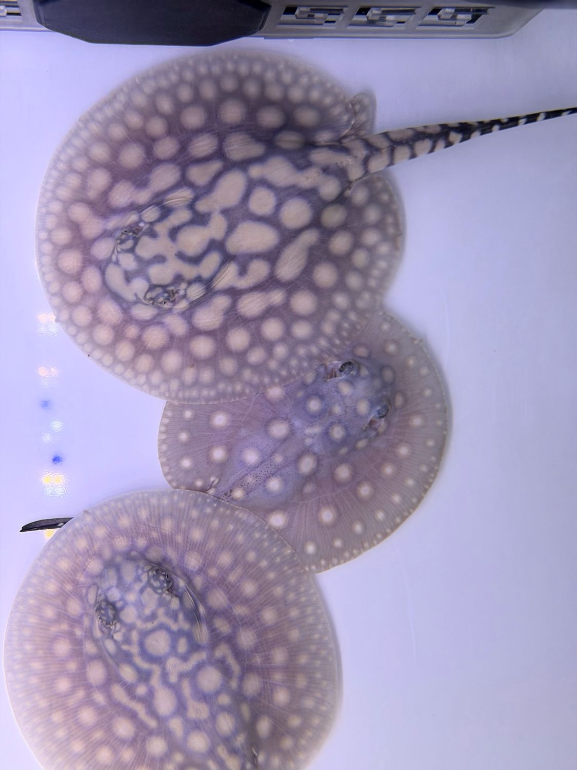 Black Diamond Hybrid Stingray