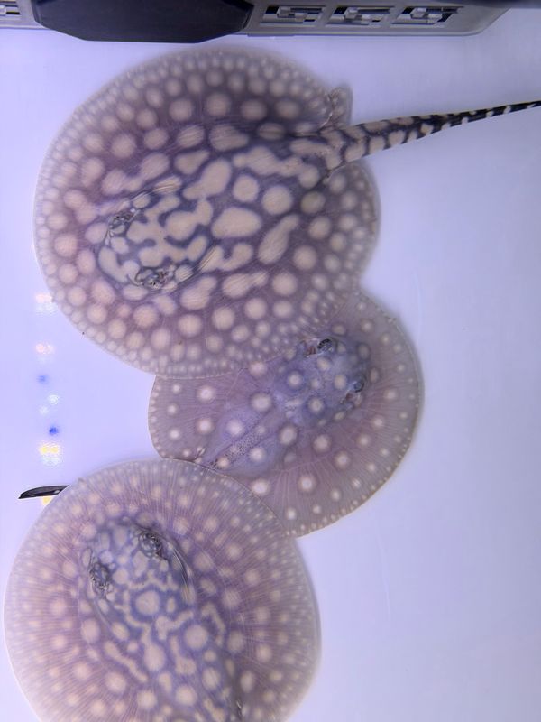 Black Diamond Hybrid Stingray