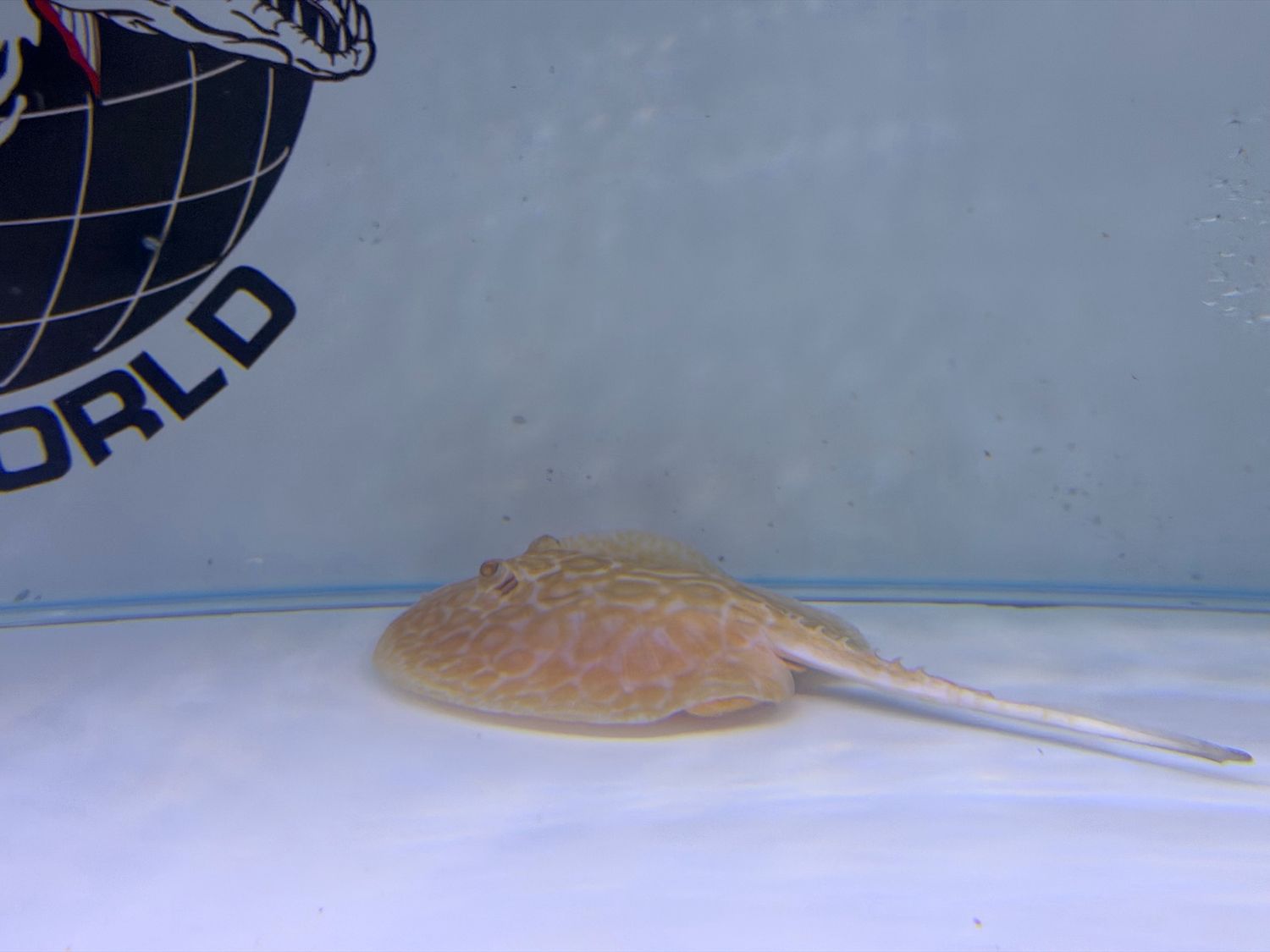 Albino Pearl Stingray (Potamotrygon Jabuti) Male