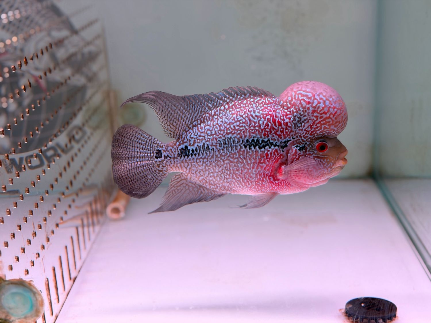 Jumbo SRD (Super Red Dragon) Flowerhorn Cichlid