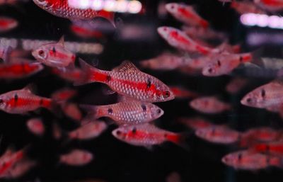 Odessa Barb