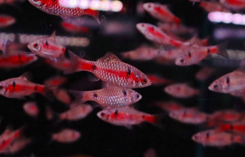Odessa Barb