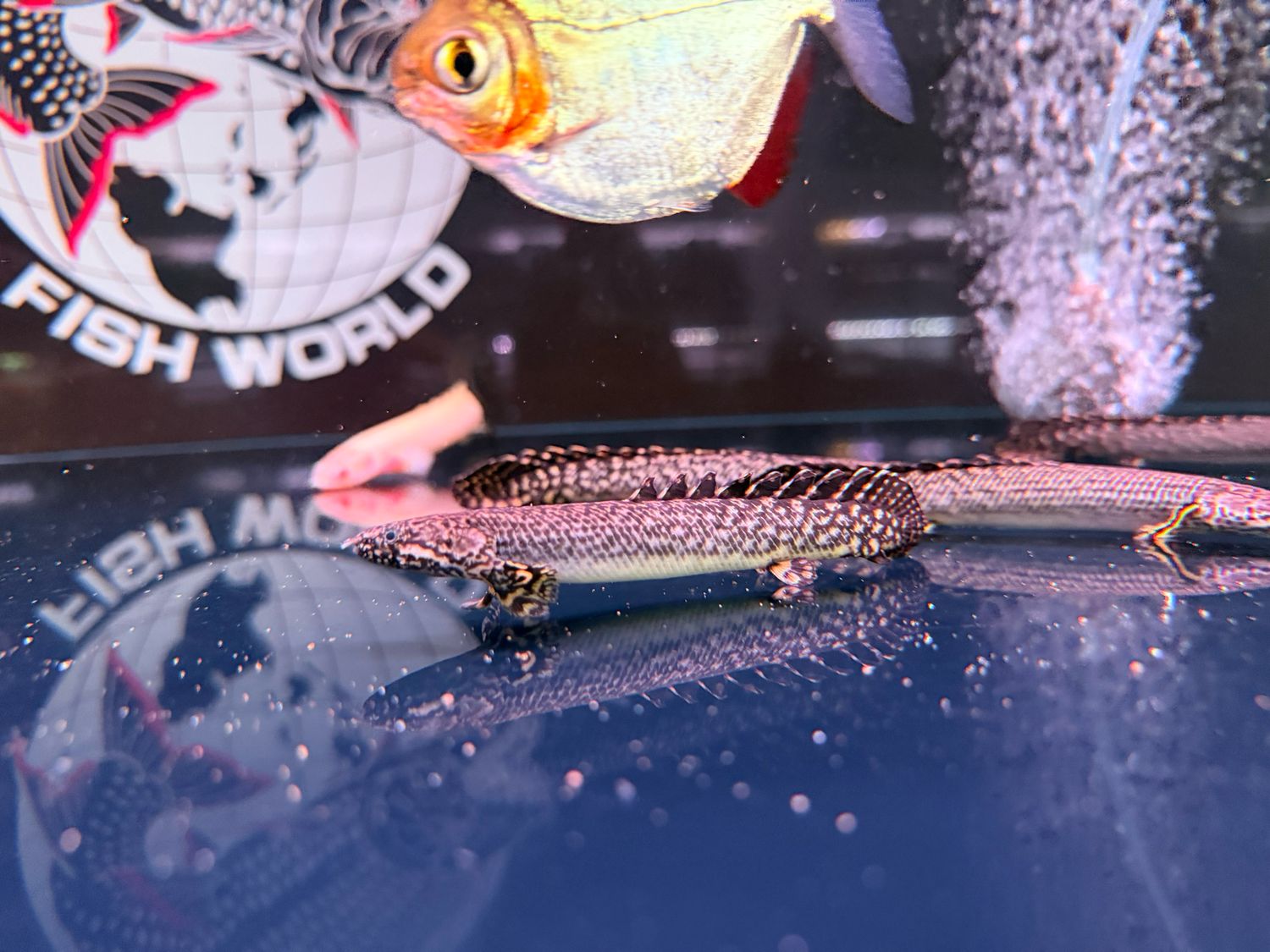 Ornate Bichir (Polypterus ornatipinnis)