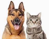 Pet Gifts