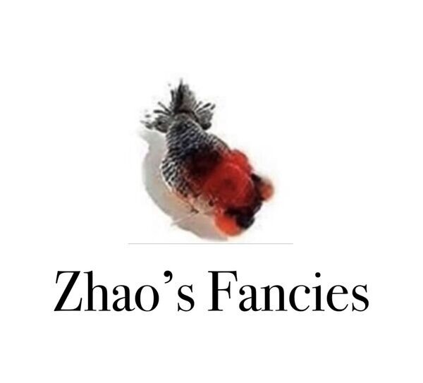 zhaosfancies.company.site