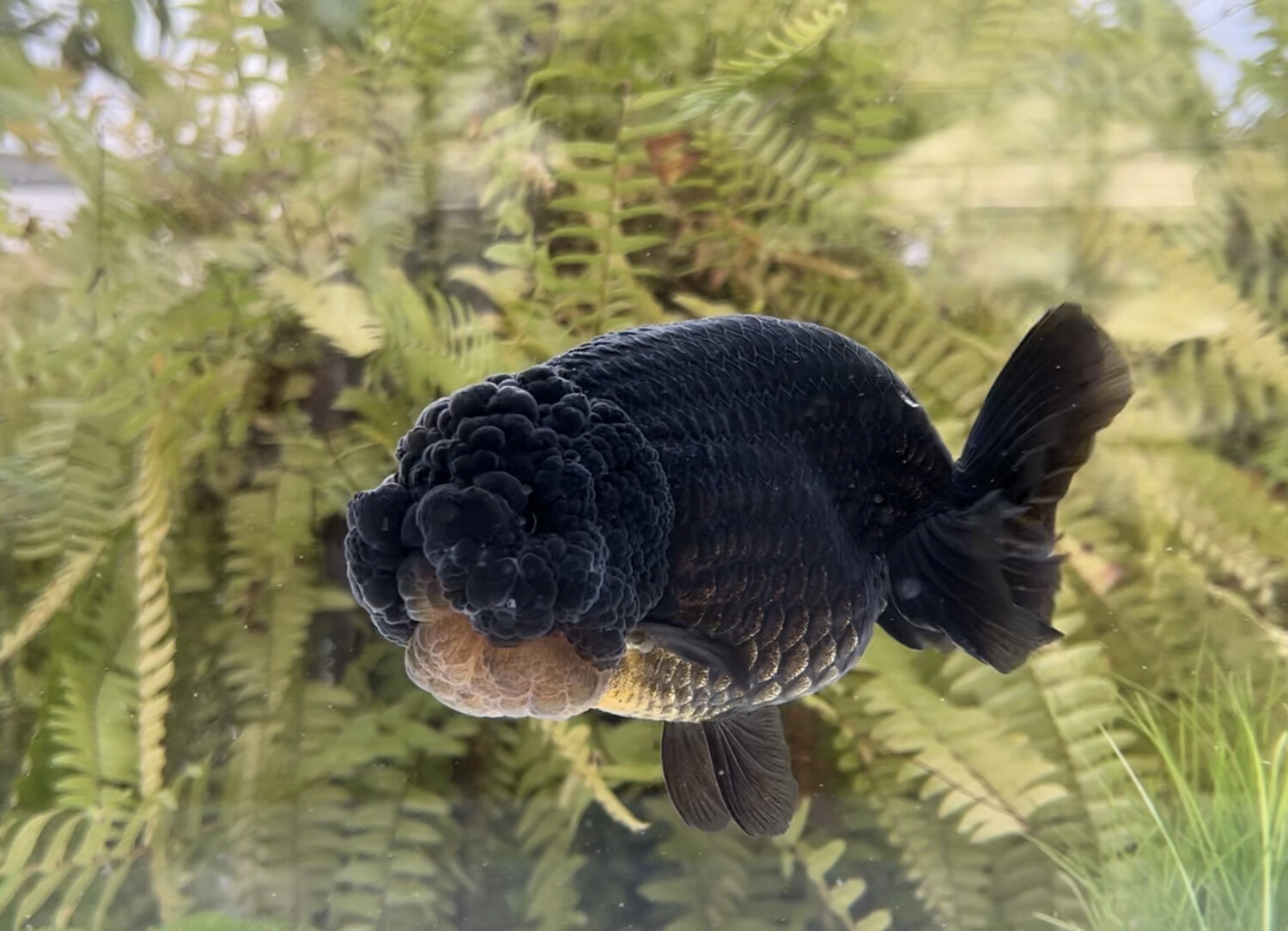 Black Ranchu (F, 6”)