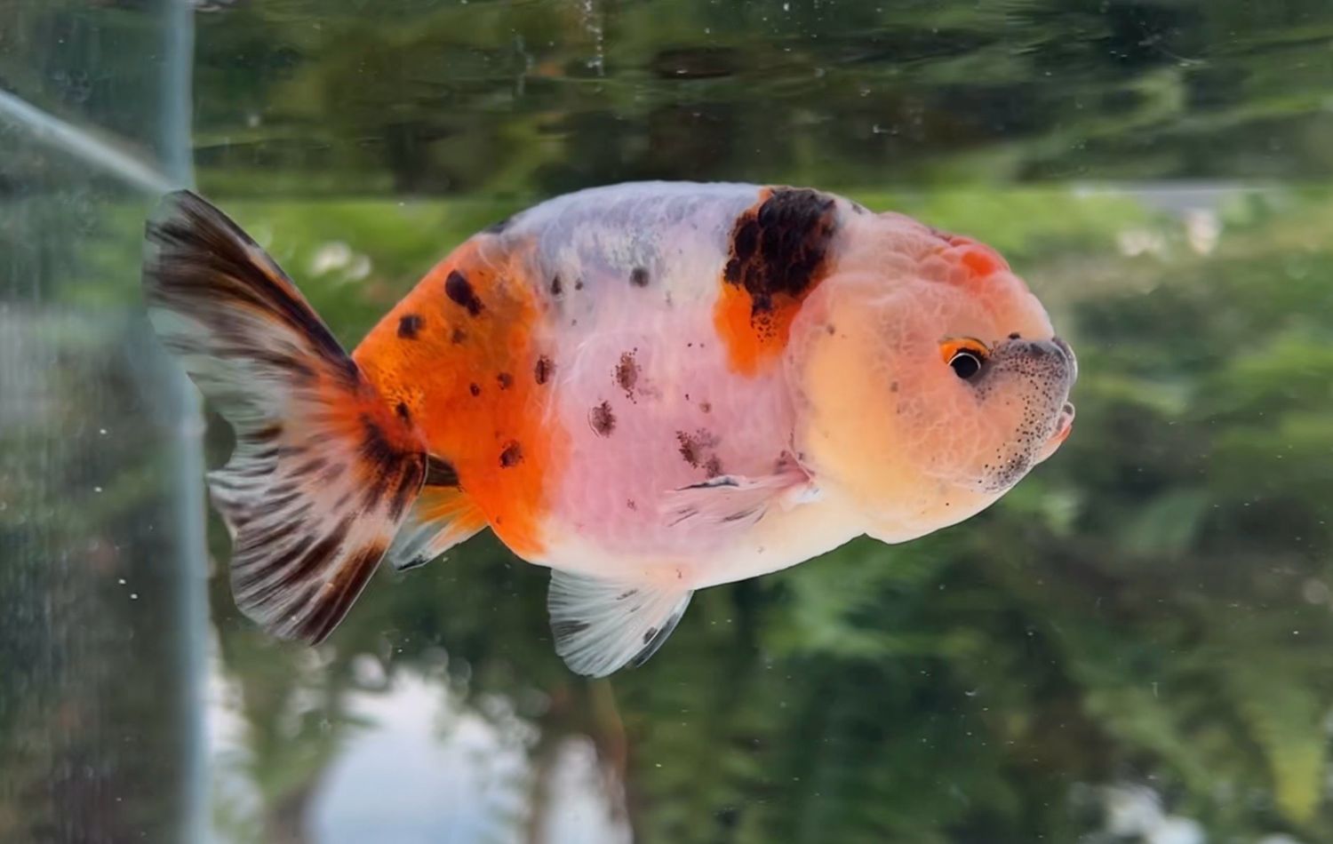 Calico Ranchu (M, 3.5”) - Free Shipping