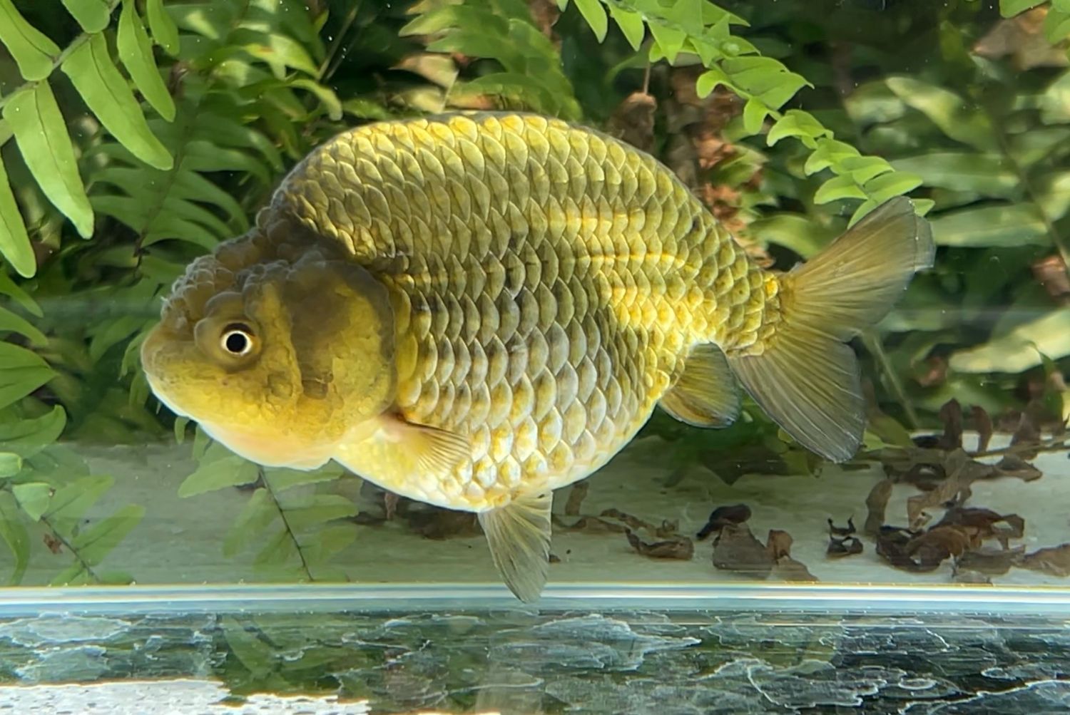 Bronze Ranchu (4”) - Free Shipping
