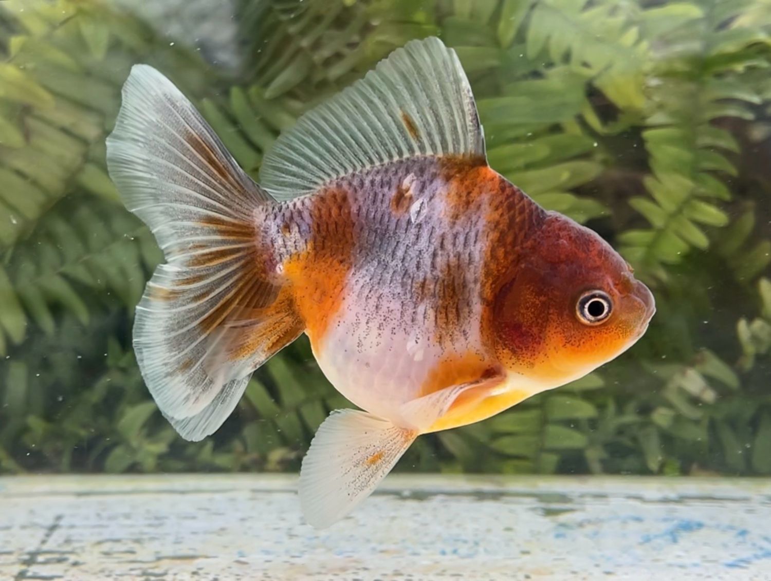 Kirin Rosetail Oranda (4.5”) - Free Shipping