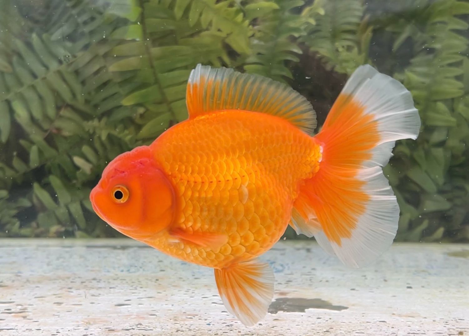 Red Peonytail Oranda (F, 5.5”) - Free Shipping