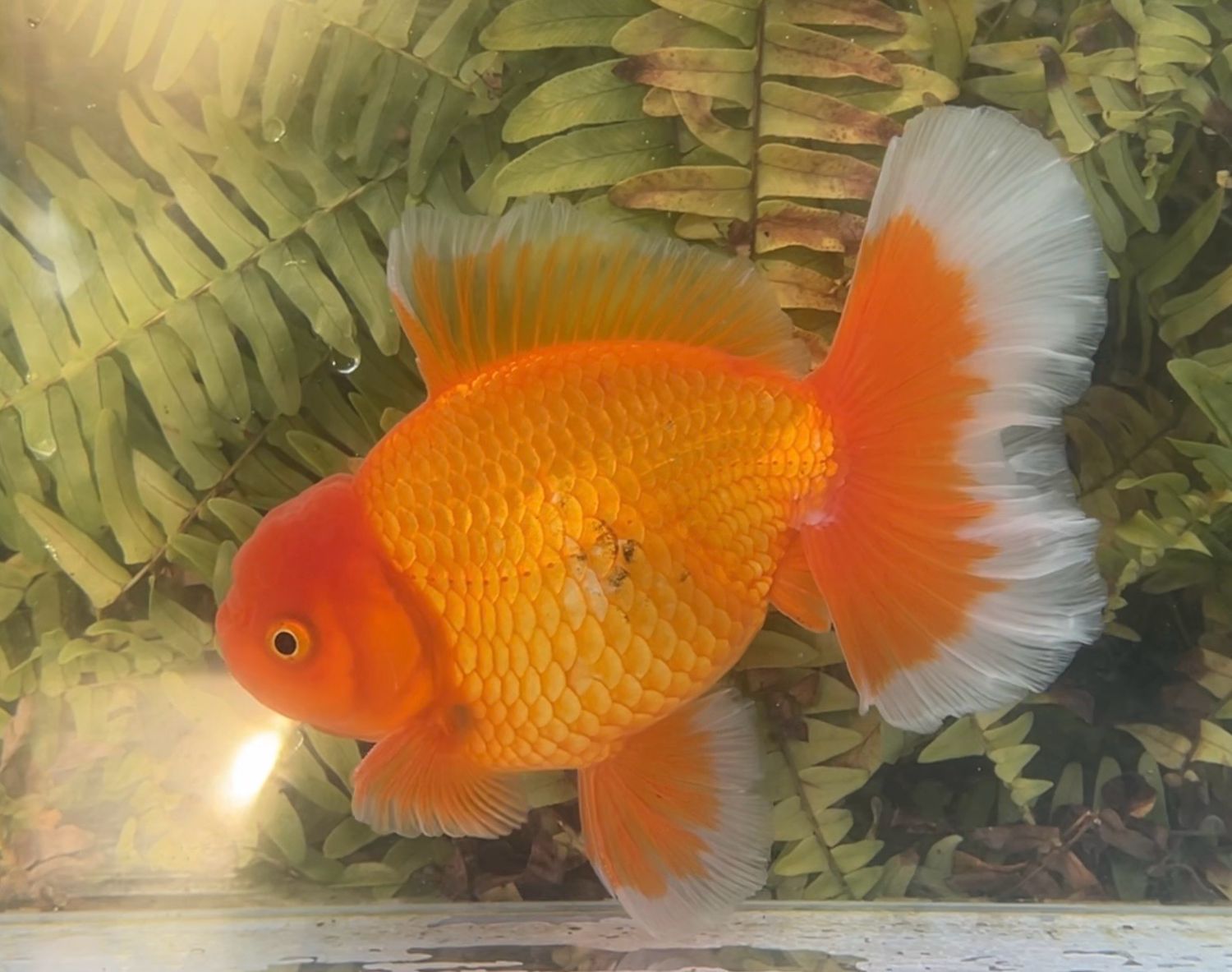 Red Peonytail Oranda (M, 6.25”) - Free Shipping