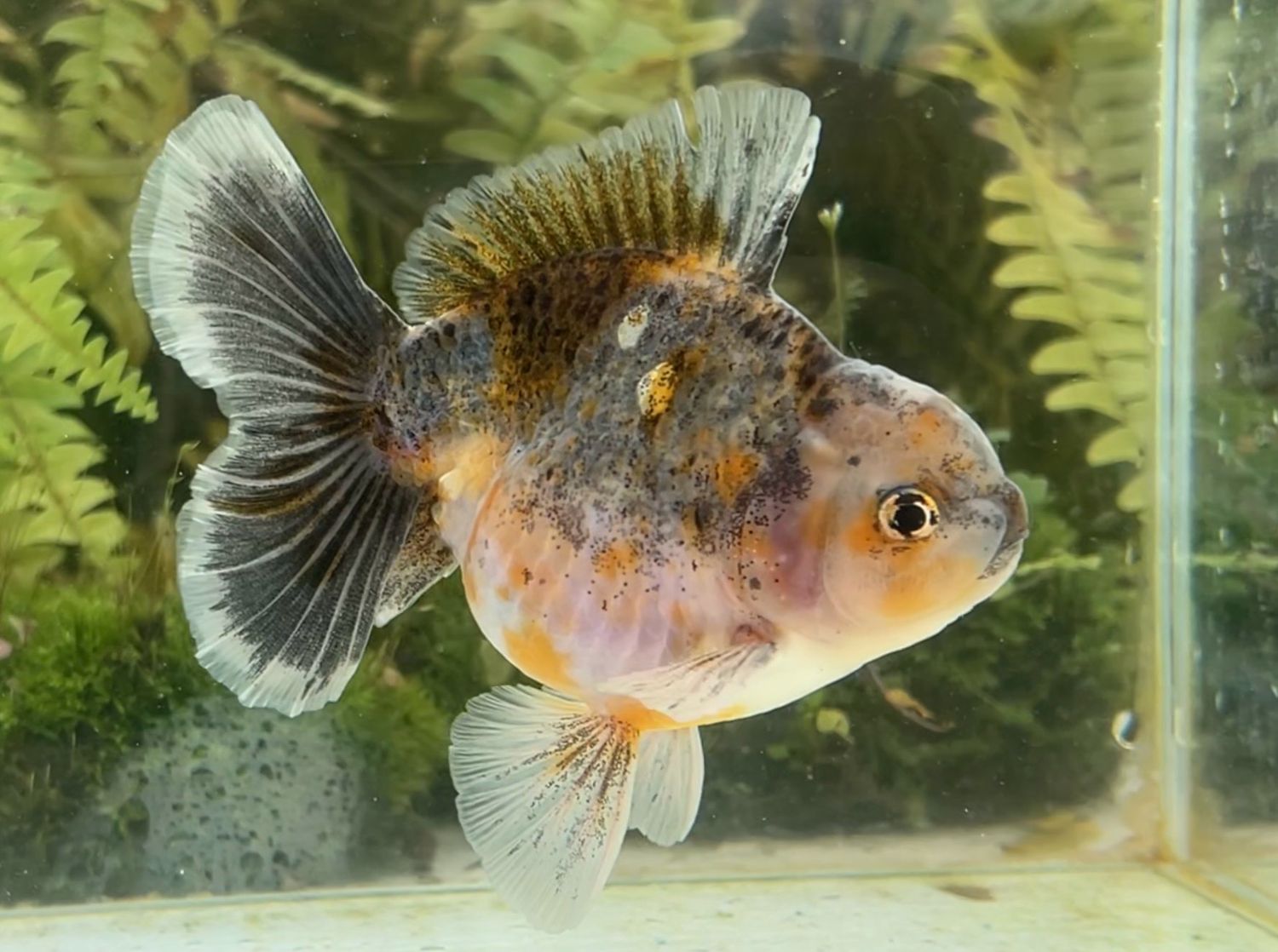 Kirin Rosetail Oranda (M, 4.5”) - Free Shipping