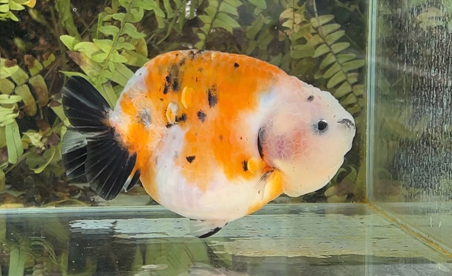 Calico Yuanbao Ranchu (4.75”) - Free Shipping