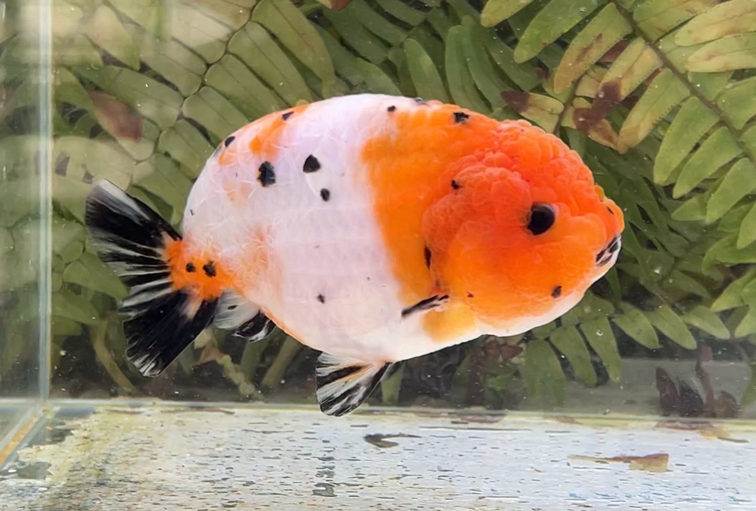 Tri-color Yuanbao Ranchu (4.5”) - Free Shipping