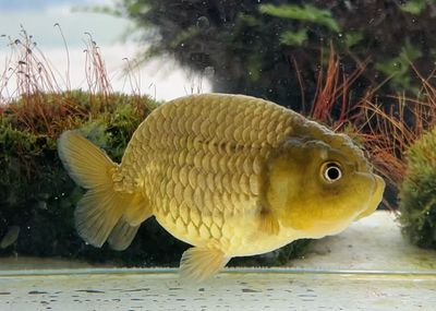 Zhao's Fancies Online Goldfish Shop